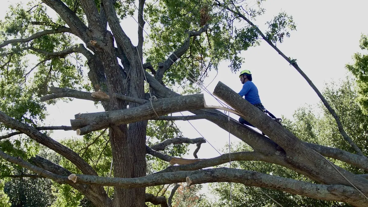 Professional Crown Thinning performed by certified arborists in Victor